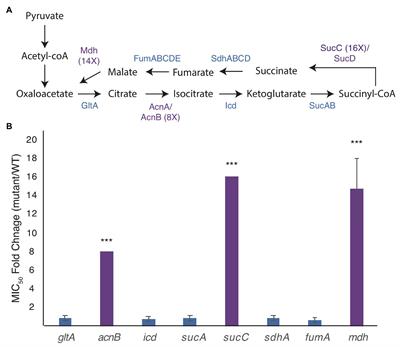 Disruption of the MreB Elongasome Is Overcome by Mutations in the Tricarboxylic Acid Cycle